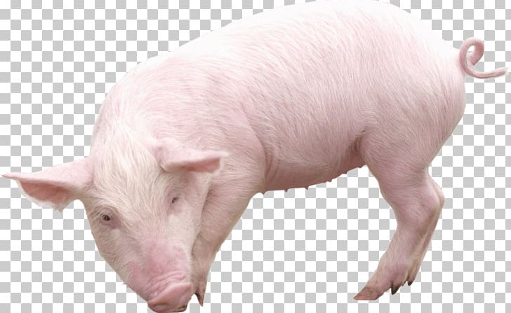 Domestic Pig PNG, Clipart, Animal, Animals, Cheval, Desktop Wallpaper, Domestic Pig Free PNG Download
