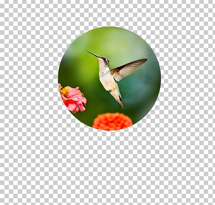 Hummingbird Photography Photographic Printing PNG, Clipart, Art, Baltimore Oriole, Beak, Bird, Fine Art Free PNG Download