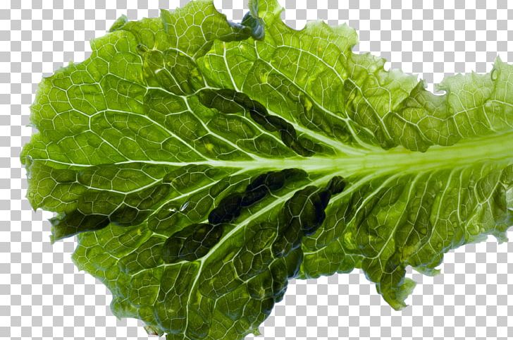 Romaine Lettuce Leaf Food PNG, Clipart, Autumn Leaf, Cabbage, Chard, Collard Greens, Endive Free PNG Download