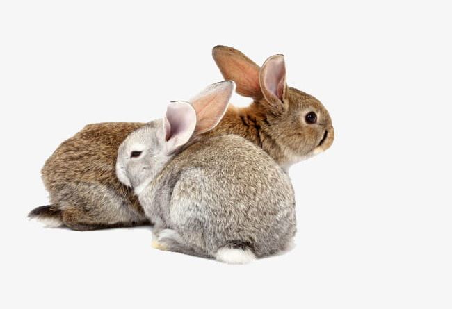 2 Small Rabbit PNG, Clipart, 2 Clipart, 2 Clipart, Animal, Bunny, Cute Free PNG Download