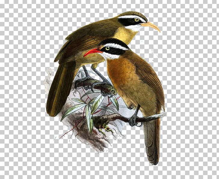 Bird Painting Illustration PNG, Clipart, Animals, Atlas, Beak, Bird Cage, Birds Free PNG Download