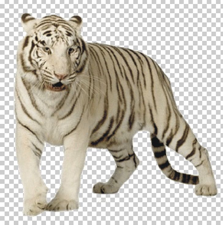 Felidae Bengal Tiger White Tiger Lion Stock Photography PNG, Clipart, Animal, Animal Figure, Animals, Bengal Tiger, Big Cats Free PNG Download