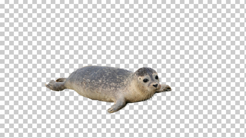 Seal Earless Seal Harbor Seal Snout Wildlife PNG, Clipart, Earless Seal, Harbor Seal, Seal, Snout, Wildlife Free PNG Download