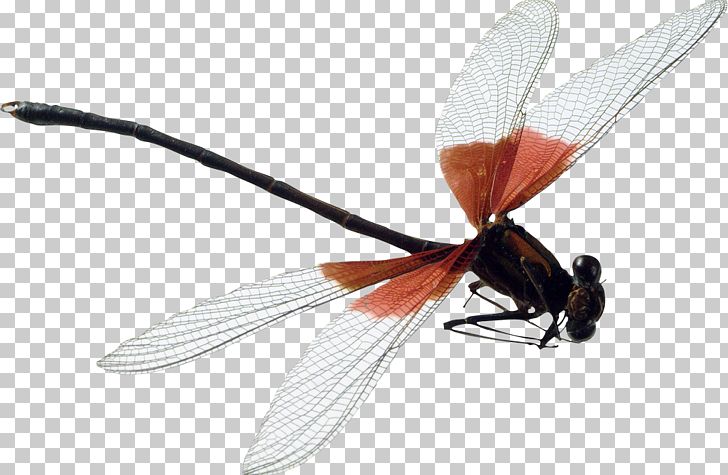 Dragonfly Insect PNG, Clipart, Arthropod, Digital Image, Download, Dragonfly, Dragonfly Png Free PNG Download