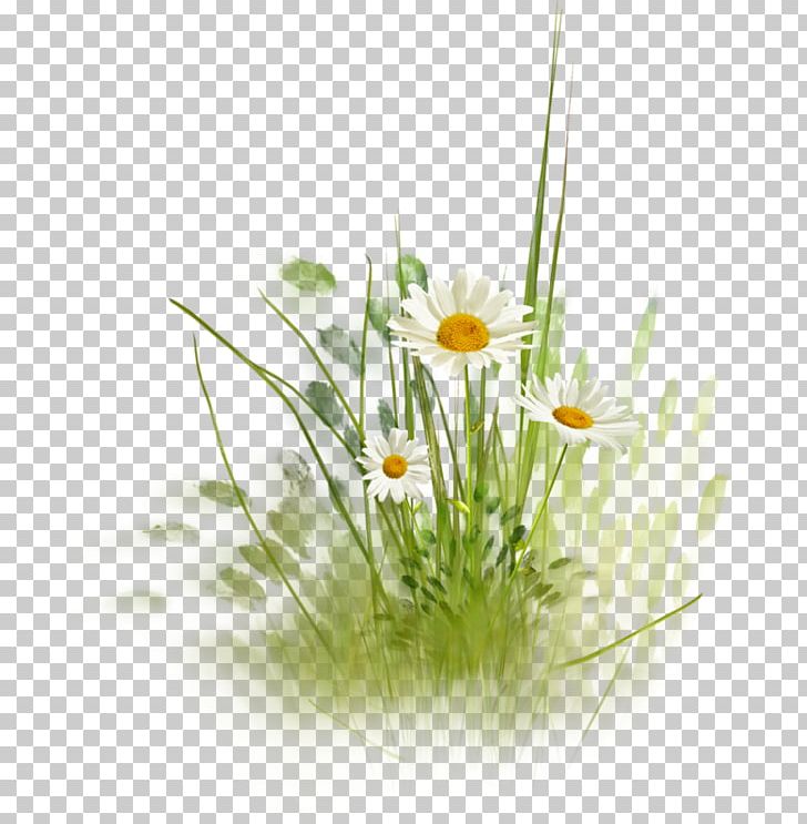 Flower Common Daisy Desktop PNG, Clipart, Chamaemelum Nobile, Chrysanthemum, Computer Wallpaper, Daisy, Daisy Family Free PNG Download
