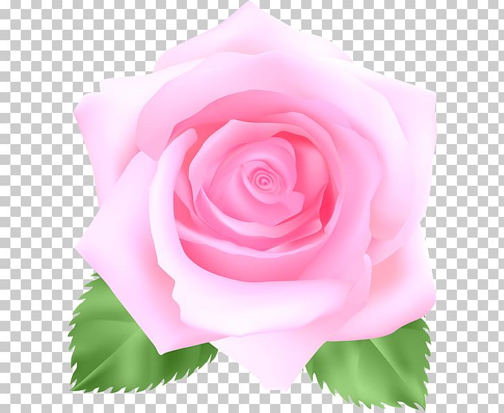 Garden Roses Cabbage Rose Floribunda Blue Rose PNG, Clipart, Blue Rose, China Rose, Closeup, Cobalt Blue, Cut Flowers Free PNG Download