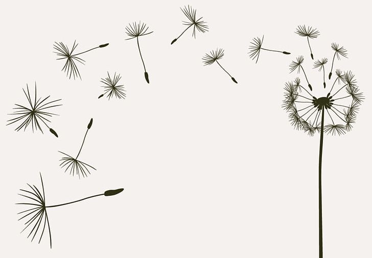 Photography Drawing PNG, Clipart, Black And White, Branch, Computer Wallpaper, Dandelion, Flora Free PNG Download