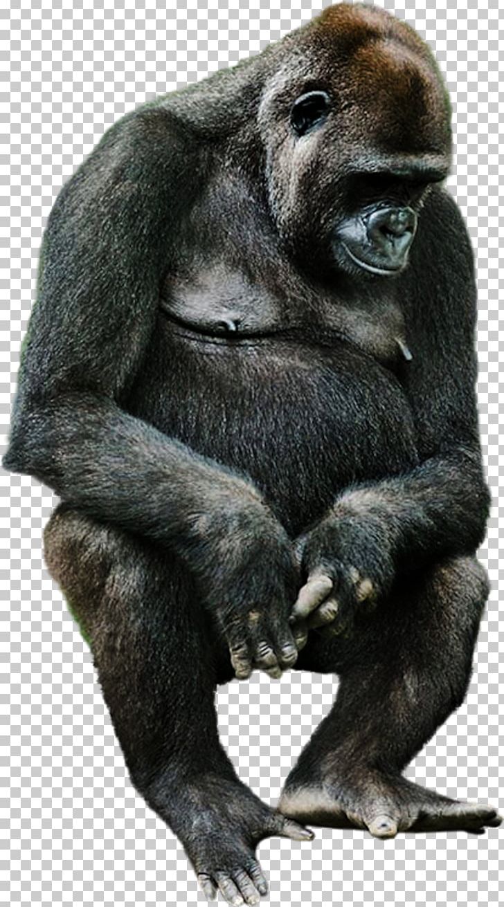 Western Gorilla Common Chimpanzee Monkey Animal PNG, Clipart, Animal, Animals, Chimpanzee, Common Chimpanzee, Fauna Free PNG Download