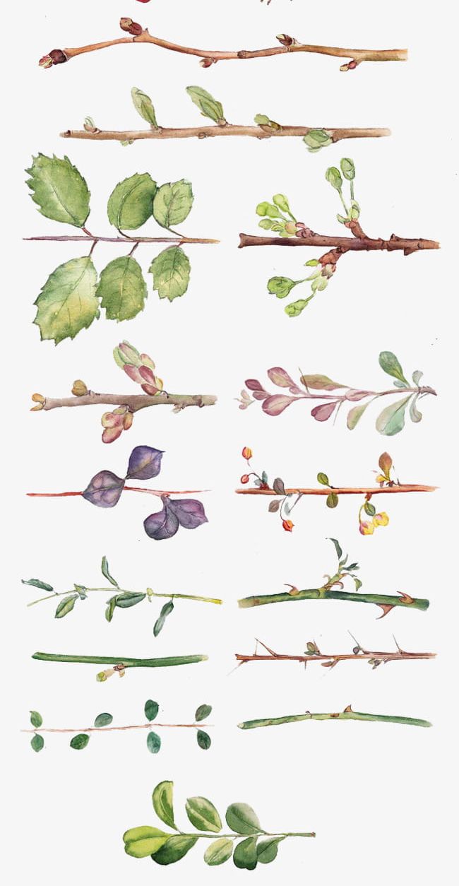 All Kinds Of Hand-painted Watercolor Leaves And Branches PNG, Clipart, Branches, Branches Clipart, Hand, Hand Painted, Hand Painted Clipart Free PNG Download