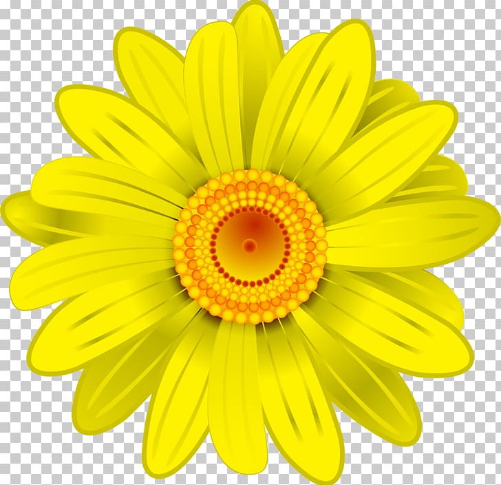 Flower Transvaal Daisy Yellow PNG, Clipart, Beautiful, Daisy Family, Flower, Hand, Hand Drawn Free PNG Download
