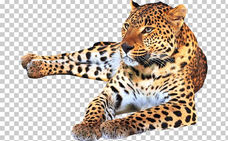 Jaguar Ocelot Leopard Capybara Cheetah PNG, Clipart, Animals, Big Cats, Can Stock Photo, Capybara, Carnivoran Free PNG Download