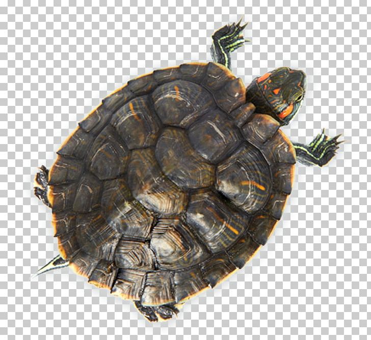 Box Turtles Tortoise Red-eared Slider Stock Photography PNG, Clipart, Animals, Box Turtle, Box Turtles, Chelydridae, Chordata Free PNG Download