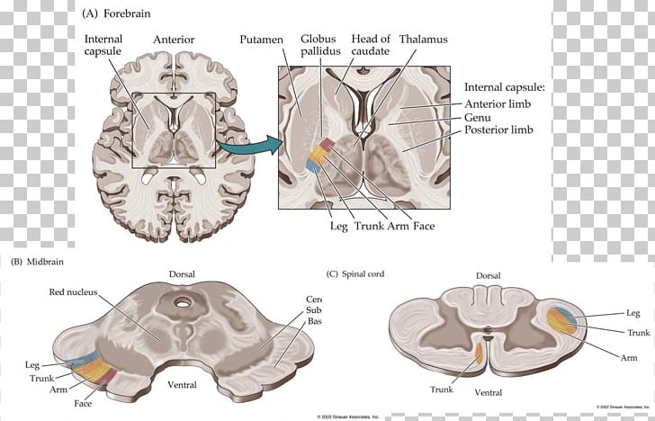 Brain Animal Pattern PNG, Clipart, Animal, Brain, Diagram, Jaw, Joint ...