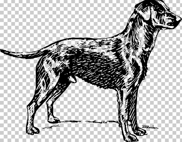 Dog Breed Labrador Retriever Golden Retriever Sporting Group PNG, Clipart, Animals, Black And White, Breeder, Carnivoran, C C Free PNG Download