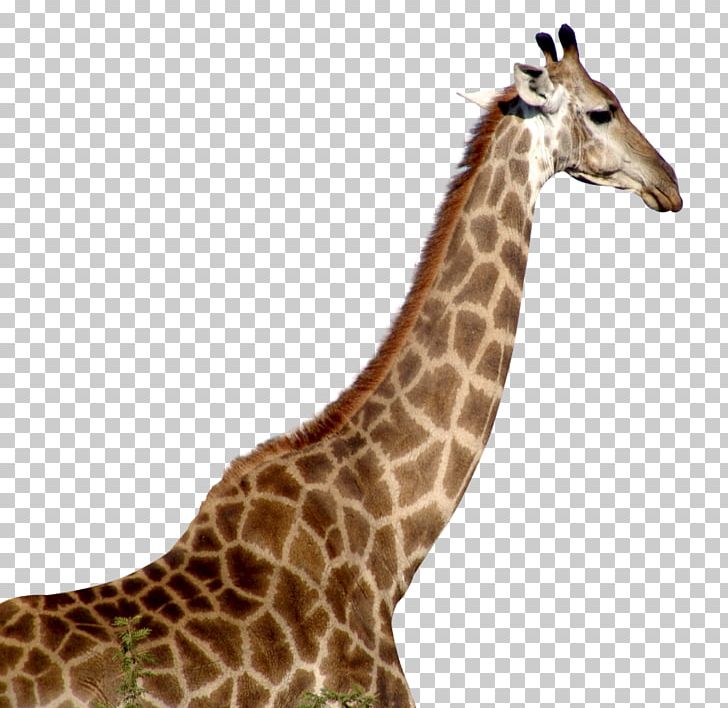 Giraffe Desktop PNG, Clipart, Animals, Computer Icons, Desktop Wallpaper, Display Resolution, Download Free PNG Download