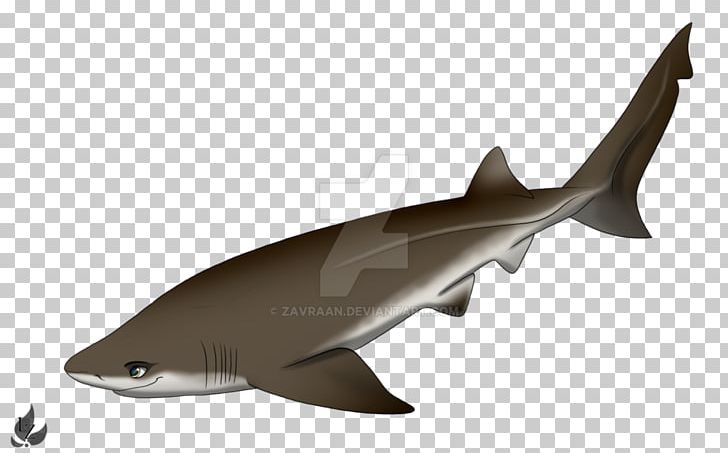 Squaliform Sharks Bluntnose Sixgill Shark Requiem Sharks Drawing PNG, Clipart, Animal, Art, Bluntnose Sixgill Shark, Cartilaginous Fish, Cartoon Free PNG Download