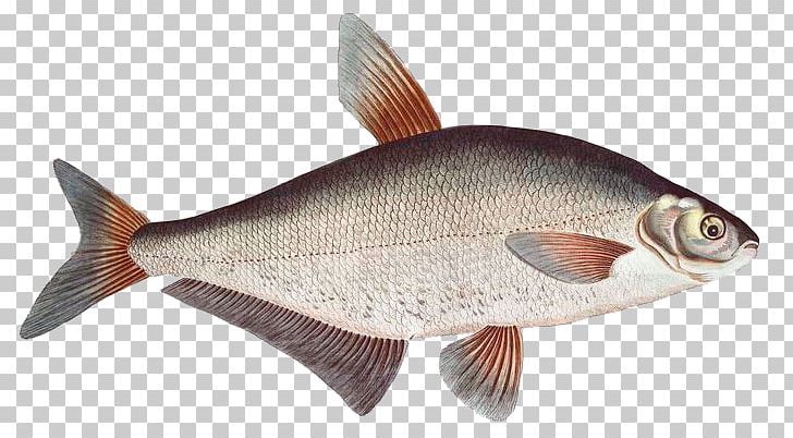 Common Carp Goldfish Northern Red Snapper Crucian Carp Milkfish PNG, Clipart, Animals, Aquarium Fish, Aquatic, Baller, Ballerus Free PNG Download