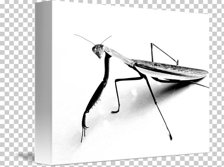 Mantis T-shirt Drawing Sketch PNG, Clipart, Angle, Art, Arthropod, Black And White, Charcoal Free PNG Download