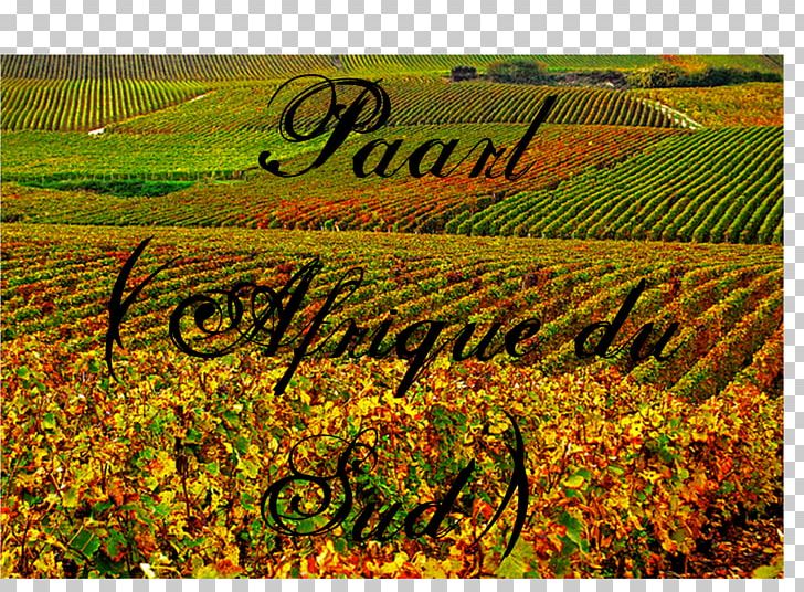 Plantation Landscape Crop Font PNG, Clipart, Agriculture, Crop, Field, Grass, Grass Family Free PNG Download