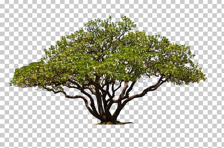 Portable Network Graphics Tree Oak Plants PNG, Clipart, American Sycamore, Architecture, Branch, Desktop Wallpaper, Fig Trees Free PNG Download