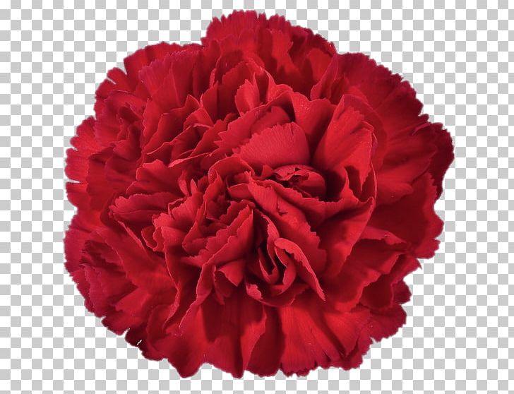 Carnation Cut Flowers PNG, Clipart, Carnation, Carnation Flower, Cut Flowers, Desktop Wallpaper, Dianthus Free PNG Download