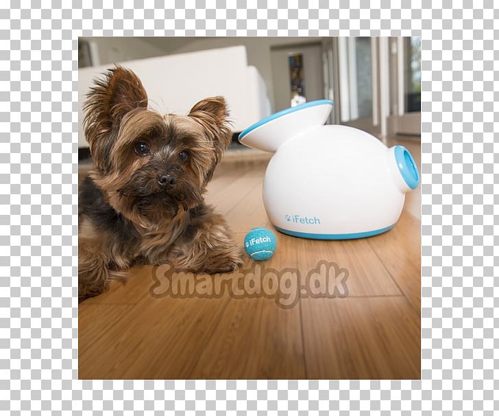 Dog Toys Puppy Fetch Cat PNG, Clipart, Animals, Ball, Bark, Cairn Terrier, Carnivoran Free PNG Download
