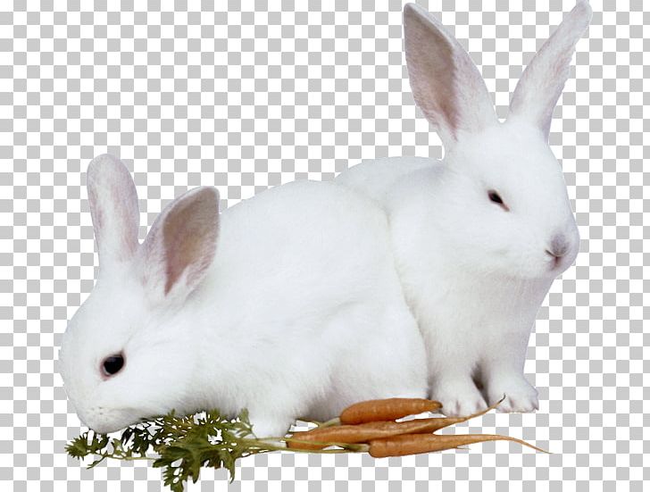 Hare European Rabbit Easter Bunny PNG, Clipart, Animal, Animals, Digital Image, Domestic Rabbit, Easter Free PNG Download