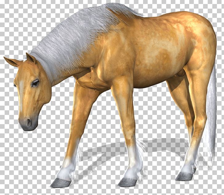 Horse Computer File PNG, Clipart, Akitainu, Animals, Arbol, Colt, Cubiro Free PNG Download
