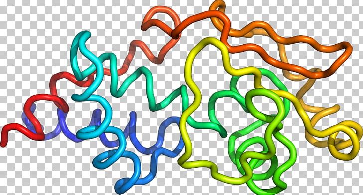 Organism Line PNG, Clipart, Area, Art, Bovine Pancreatic Ribonuclease, Line, Organism Free PNG Download