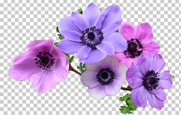 Wedding Invitation Flower Japanese Anemone Anemone Coronaria PNG, Clipart, Anemone, Annual Plant, Bruidsboeket, Color, Cut Flowers Free PNG Download
