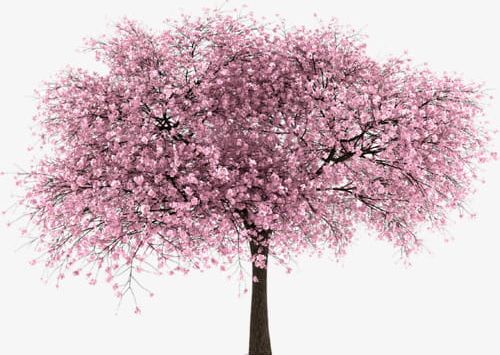 Cherry Tree PNG, Clipart, Blossoms, Cherry, Cherry Blossoms, Cherry Clipart, Plant Free PNG Download
