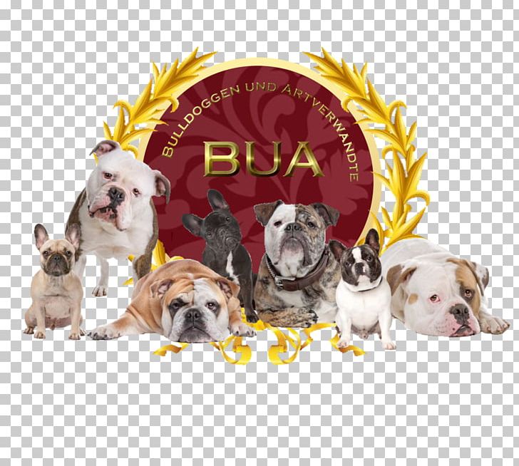 French Bulldog American Bulldog Photography Bulldog Breeds PNG, Clipart, American Bulldog, Breed, Bulldog, Bulldog Breeds, Can Stock Photo Free PNG Download