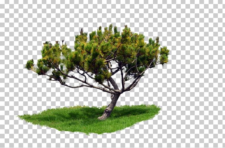 Pine Tree Portable Network Graphics Branch PNG, Clipart, Bonsai, Branch, Christmas Tree, Conifer, Fir Free PNG Download