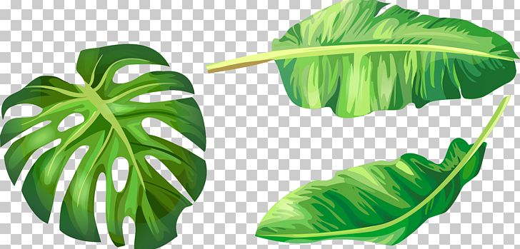 Banana Leaf Euclidean Illustration PNG, Clipart, Autumn Leaves, Banana,  Botany, Cartoon, Fall Leaves Free PNG Download