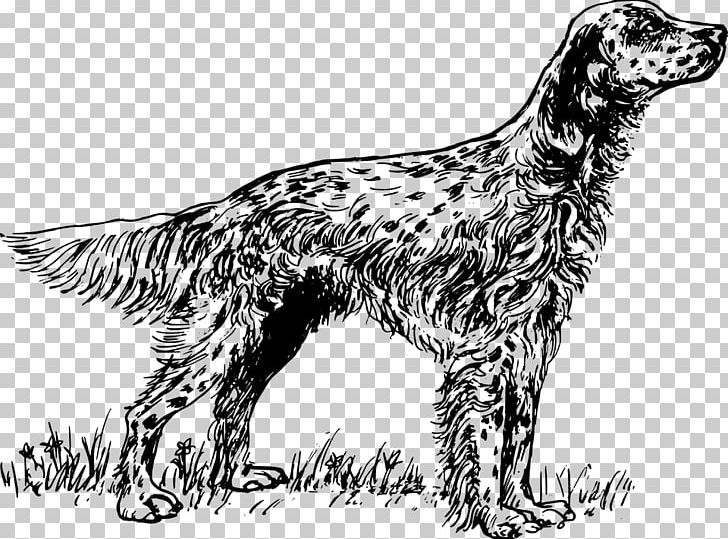 English Setter Irish Setter Irish Red And White Setter Gordon Setter PNG, Clipart, Black And White, Carnivoran, Dog, Dog Breed, Dog Like Mammal Free PNG Download