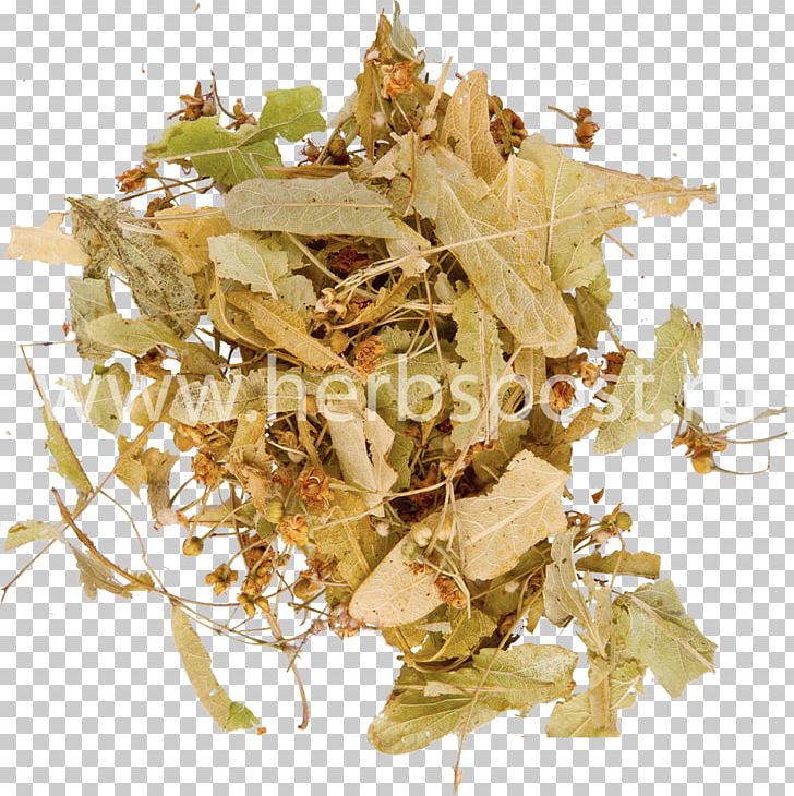 Flower Tilia Cordata Tree Slavyanskaya Zdravnitsa Elder PNG, Clipart, Elder, Flower, Herbaceous Plant, Honey, Leaf Free PNG Download