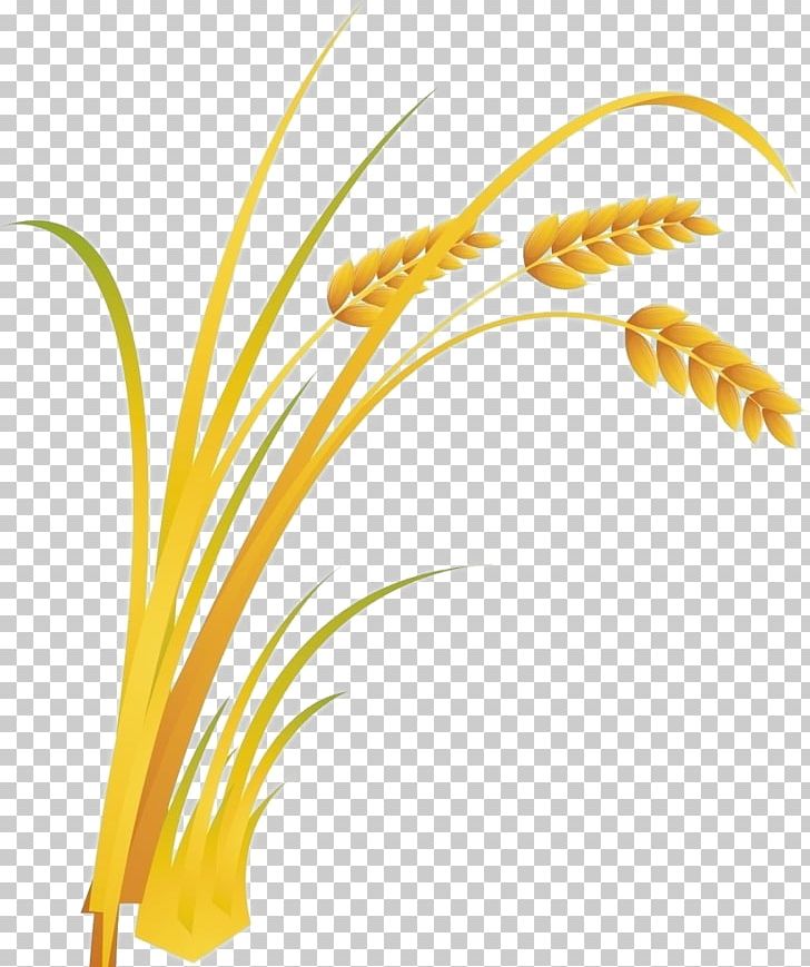 Rice Cartoon Food PNG, Clipart, Autumn, Bumper, Cartoon Wheat, Commodity, Cooked Rice Free PNG Download