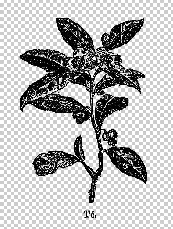 Tea Plant Drawing PNG, Clipart, Art, Black And White, Branch, Coffee, Drawing Free PNG Download