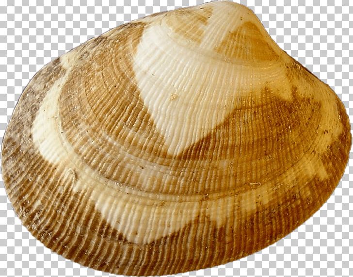 Cockle Clam Venerupis Philippinarum Ilwaco Landing Columbia River PNG, Clipart, Baltic Clam, Clam, Clams Oysters Mussels And Scallops, Cockle, Columbia River Free PNG Download