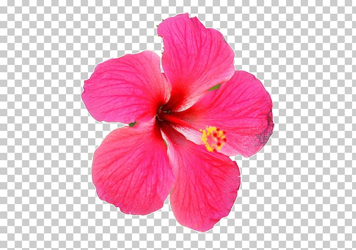 Desktop Pink Flowers Rosemallows PNG, Clipart, Annual Plant, China Rose, Chinese Hibiscus, Desktop Wallpaper, Flower Free PNG Download