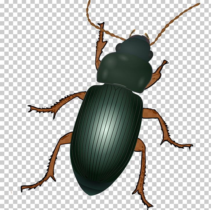 Dung Beetle Scarabs Weevil Arthropod PNG, Clipart, Ambrosia Beetle, Animal, Animals, Arthropod, Beetle Free PNG Download
