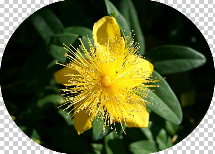 St. John's Wort Pollen PNG, Clipart,  Free PNG Download