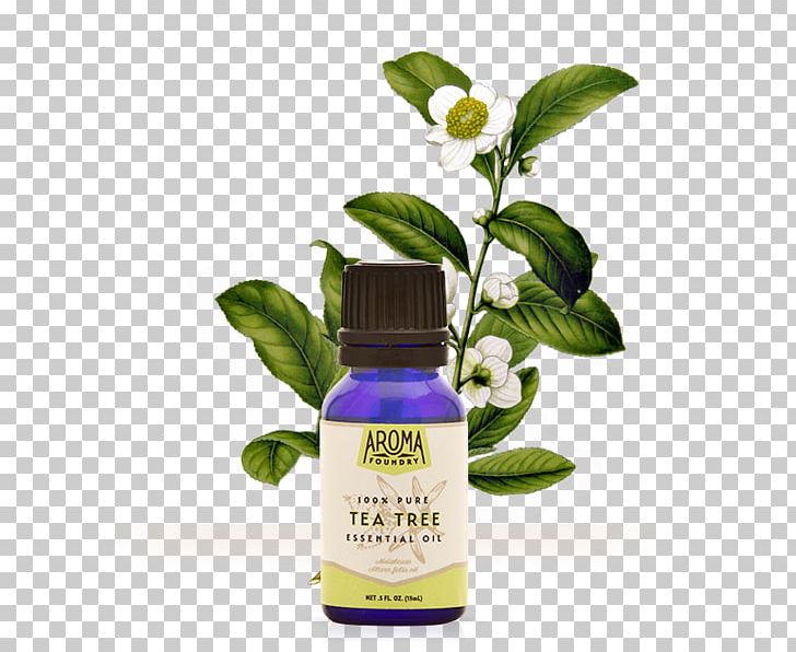 Tea Tree Oil Camellia Sinensis Herbal Tea Essential Oil PNG, Clipart, Aroma, Camellia Sinensis, Essential Oil, Flavor, Food Drinks Free PNG Download