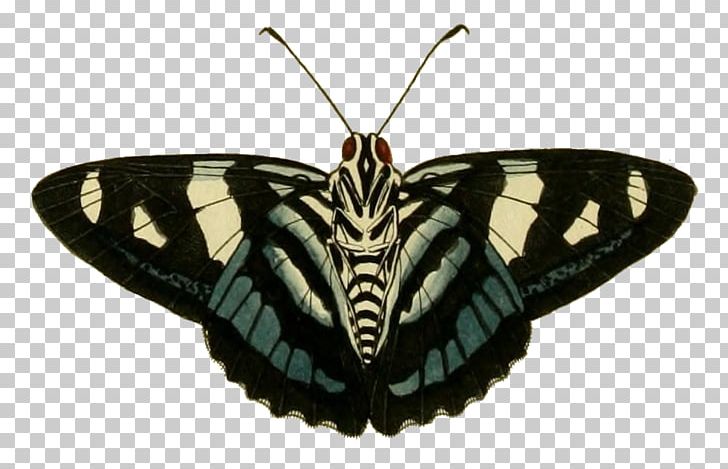 Butterfly Insect Moth Pollinator Invertebrate PNG, Clipart, Arthropod, Bottom, Brush Footed Butterfly, Butterflies And Moths, Butterfly Free PNG Download