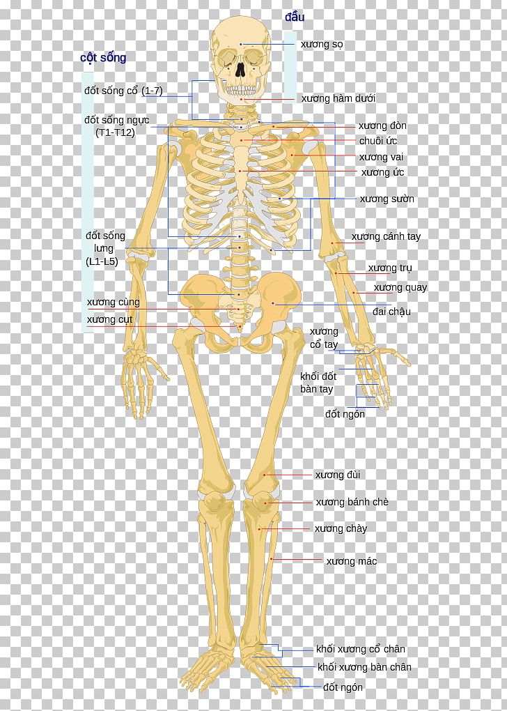 Human Skeleton Human Body Bone The Skeletal System PNG, Clipart, Anatomy, Arm, Biology, Bone, Bone Marrow Free PNG Download