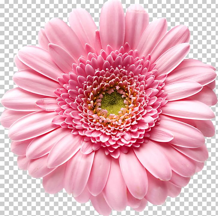 Transvaal Daisy Stock Photography Color Flower PNG, Clipart, Annual Plant, Aster, Chrysanths, Cut Flowers, Daisy Free PNG Download