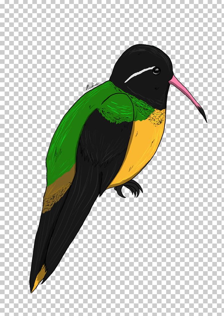 Bird Parrot Beak Toucan Piciformes PNG, Clipart, Animal, Animals, Beak, Bird, Feather Free PNG Download