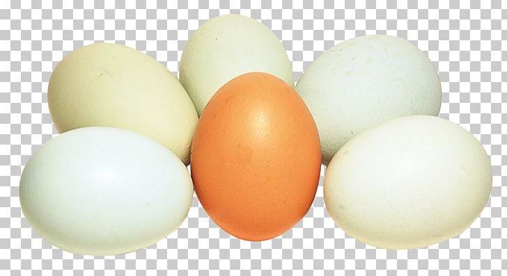 Dietary Supplement Boiled Egg Bird Egg White PNG, Clipart, Bird, Bird Egg, Boiled Egg, Calcitriol, Cholecalciferol Free PNG Download