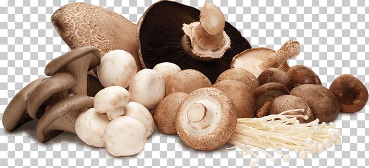 Mushrooms PNG, Clipart, Mushrooms, Nature Free PNG Download