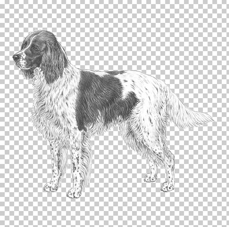 Drentse Patrijshond French Spaniel English Setter Field Spaniel Small Münsterländer PNG, Clipart, Black And White, Breed, Carnivoran, Companion Dog, Dog Free PNG Download
